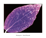 Photogram