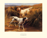 English Setters in a Marshland