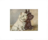 Scotch Terriers