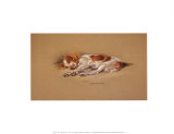 Judy, a Spaniel Puppy