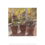 Buy Four Pots of Auriculas at AllPosters.com