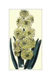 Buy Yellow Ophir Hyacinth at AllPosters.com