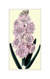 Buy L'Honneur d'Amsterdam Hyacinth at AllPosters.com
