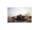 Cows in the Water Meadows