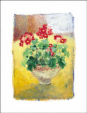 Primula