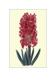 Buy Cochineal Hyancith at AllPosters.com
