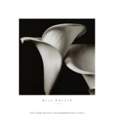 Buy Lilies at AllPosters.com