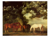 Green Pastures