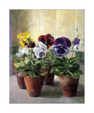 Pansies in Flower Pots
