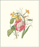 Narcissus with Red Rose