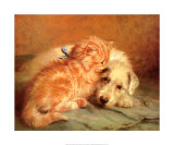 Kitten and Puppy