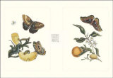 Buy Entomology II at AllPosters.com