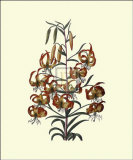 Buy Lilium at AllPosters.com