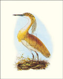 Squated Heron