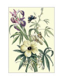 Buy Ketmia, Iris and Alsine at AllPosters.com