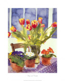 Tulips and Primulas