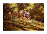 Buy Tiger Resting at AllPosters.com