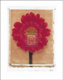 Gerbera