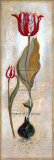 Buy Tulipa Violoncello III at AllPosters.com