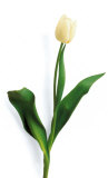 Buy White Tulip at AllPosters.com