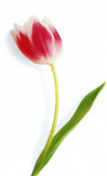 Buy Pink and White Tulip at AllPosters.com