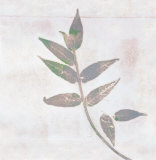 Buy Leaf Synthesis III at AllPosters.com