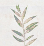 Buy Leaf Synthesis II at AllPosters.com