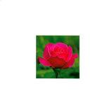Buy Tea Rose at AllPosters.com