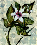 Amazonia IV