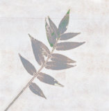 Buy Leaf Synthesis I at AllPosters.com