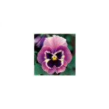 Buy Pansy at AllPosters.com