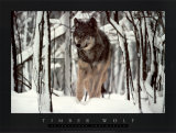 Timber Wolf