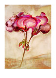 Buy Zonal Pelargonie at AllPosters.com