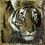 Tiger Portrait