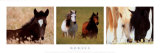 Horses