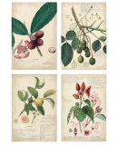 Buy Descubes at AllPosters.com