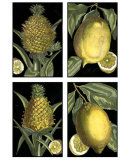 Buy Fruit at AllPosters.com