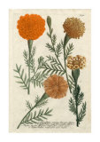 Buy Marigold Magic II at AllPosters.com