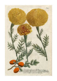 Buy Marigold Magic I at AllPosters.com