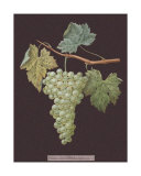 White Grapes