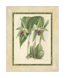 Fitch Orchid VI