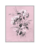 Dussurgey Hydrangea on Pink
