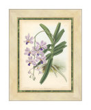 Fitch Orchid V