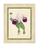Fitch Orchid I