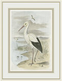 White Stork