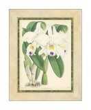 Fitch Orchid III