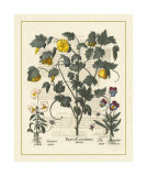Besler Floral VI