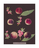 Peaches