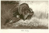 Wild Turkey