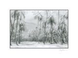Buy Manzanilla Point Road at AllPosters.com